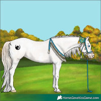 Horse Color:White Spotted Perlino Dun Splash Appaloosa Rabicano 
