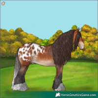 Horse Color:Bay Appaloosa 
