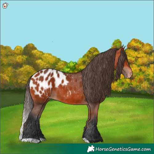 Horse Color:Bay Appaloosa 