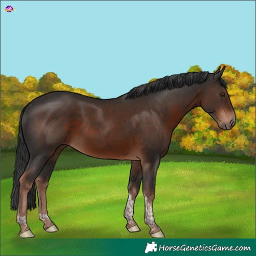 Horse Color:Liver Chestnut Tobiano 