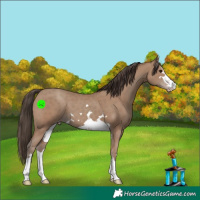 Horse Color:Classic Champagne 