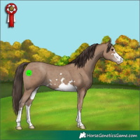 Horse Color:Classic Champagne 