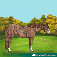 Horse Color:Liver Chestnut  and Gold Champagne 