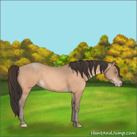 Horse Color:Amber Champagne 
