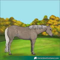 Horse Color:Silver Smoky Black 