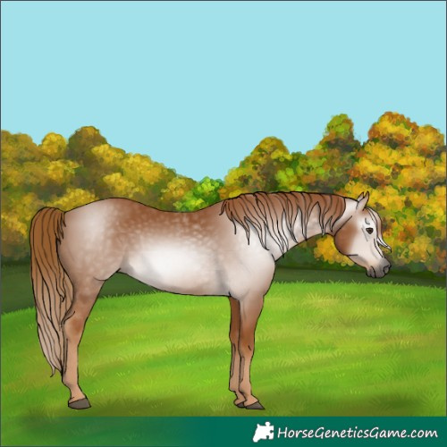 Horse Color:Gray Chestnut 