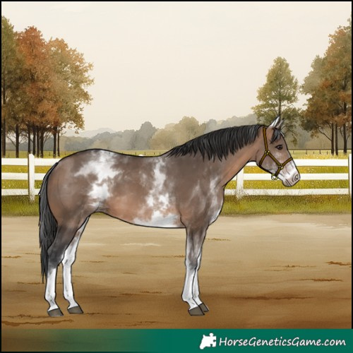 Horse Color:White Spotted Brown Dun 