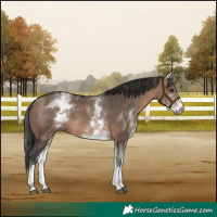 Horse Color:White Spotted Brown Dun 