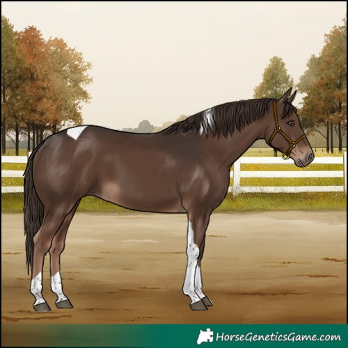 Horse Color:Liver Chestnut Tobiano