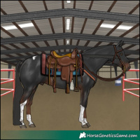 Horse Color:Liver Chestnut Tobiano 