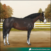 Horse Color:Brown Sabino 
