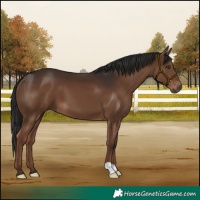 Horse Color:Liver Chestnut 