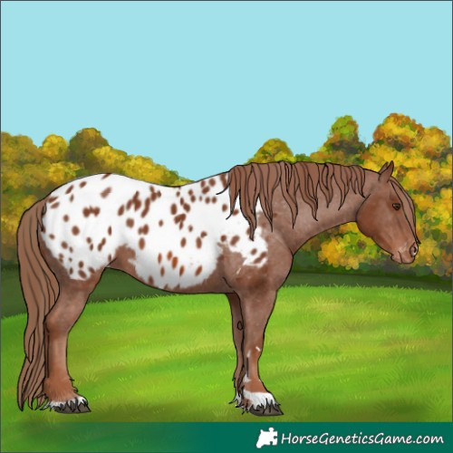 Horse Color:Chestnut Appaloosa 