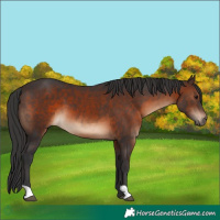 Horse Color:Brown 