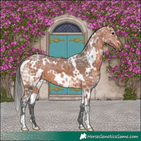 Horse Color:White Spotted Bay Ice 