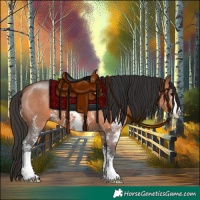 Horse Color:Bay Sabino 
