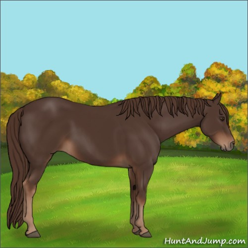 Horse Color:Liver Chestnut 