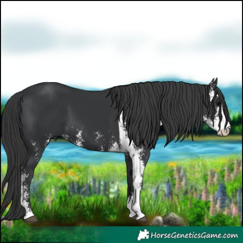 Horse Color:Black Sabino 