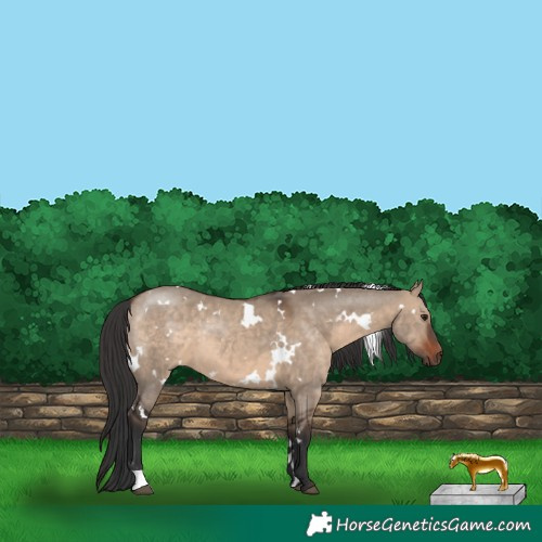 Horse Color:White Spotted Brown Dun 