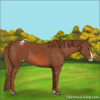Horse Color:Chestnut Splash Appaloosa 