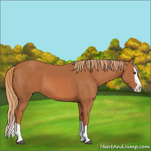 Horse Color:Unknown 