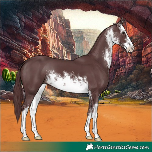 Horse Color:White Spotted Chocolate Black