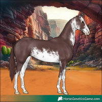 Horse Color:White Spotted Chocolate Black 