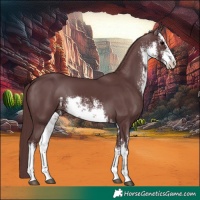 Horse Color:White Spotted Chocolate Black 