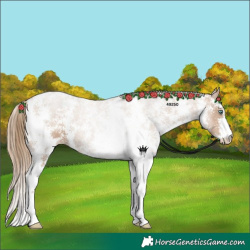 Horse Color:Black Pearl Sabino 