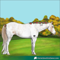 Horse Color:Black Pearl Sabino 