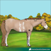 Horse Color:Black Pearl Sabino