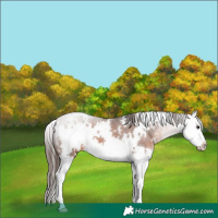 Horse Color:White Spotted Bay Splash Appaloosa