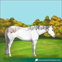 Horse Color:White Spotted Bay Splash 