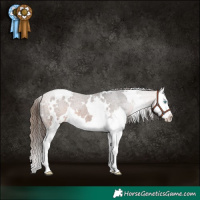 Horse Color:White Spotted Bay Splash Appaloosa