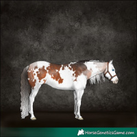 Horse Color:White Spotted Bay Splash Appaloosa
