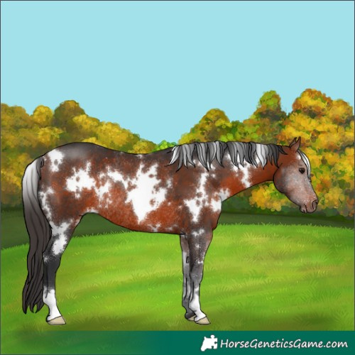 Horse Color:White Spotted Bay Rabicano 