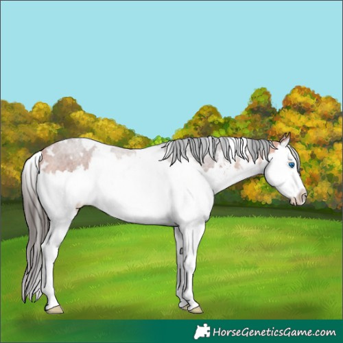 Horse Color:White Spotted Bay Sabino Splash 