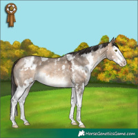 Horse Color:White Spotted Bay Dun Mushroom Sabino Splash