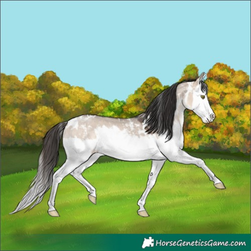 Horse Color:White Spotted Bay Dun Mushroom Sabino Splash 
