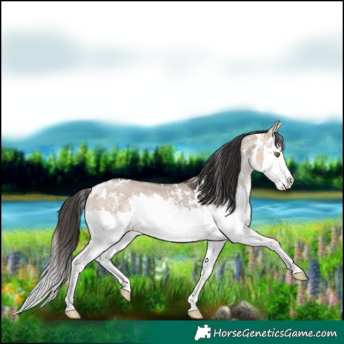 Horse Color:White Spotted Bay Dun Mushroom Sabino Splash 