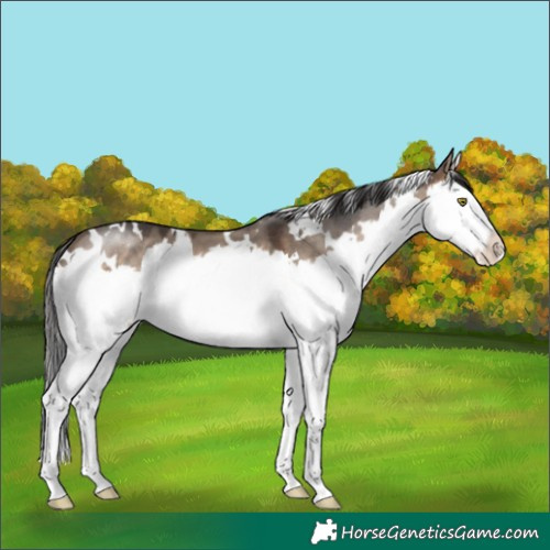 Horse Color:White Spotted Brown Dun Mushroom Splash 