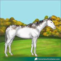 Horse Color:White Spotted Brown Dun Mushroom Splash 
