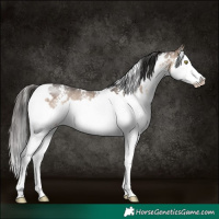 Horse Color:White Spotted Brown Dun Mushroom Sabino Splash 