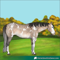 Horse Color:White Spotted Brown Dun Mushroom Sabino Splash 
