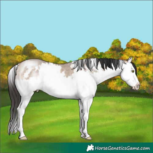 Horse Color:White Spotted Brown Dun Mushroom Splash 
