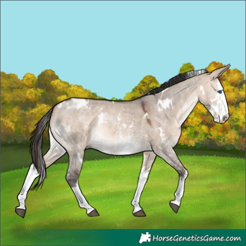 Horse Color:White Spotted Bay Dun Mushroom Sabino Splash 