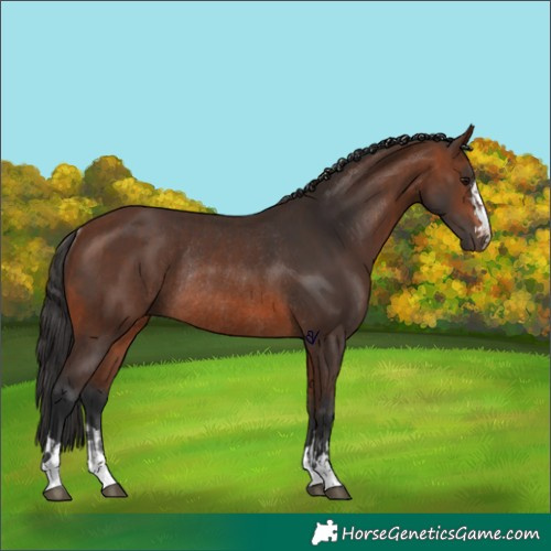 Horse Color:Bay Rabicano  and Brown Rabicano 