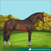 Horse Color:Bay Rabicano  and Brown Rabicano 