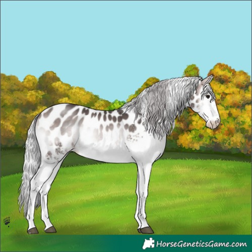 Horse Color:Platinum White Spotted Silver Brown Onyx Appaloosa 