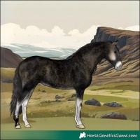 Horse Color:Void Smoky Blue Onyx Roan 